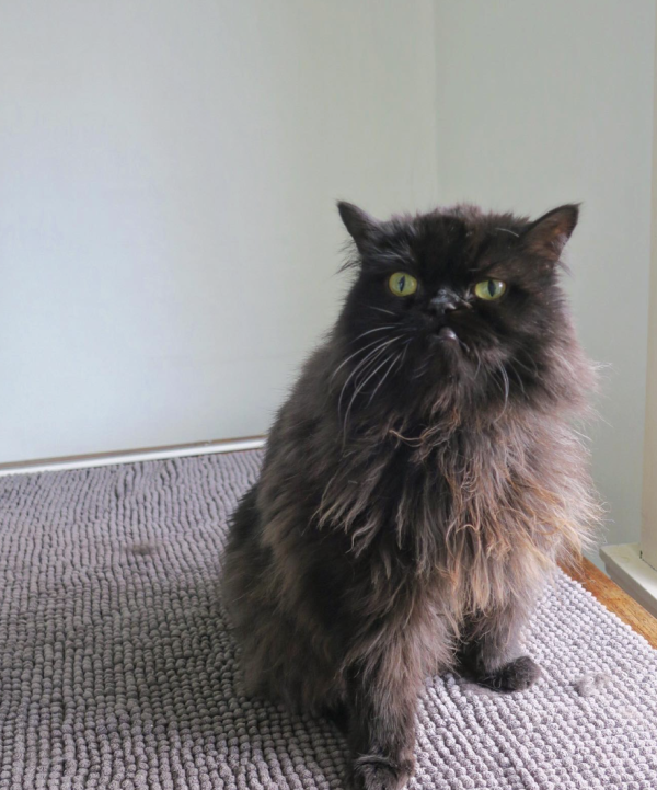 @princessmonstertruck