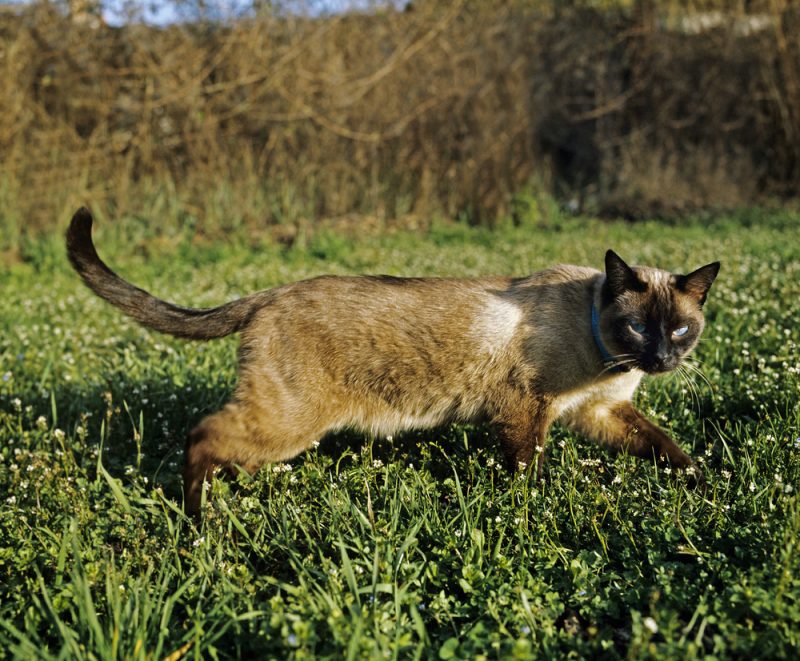Seal Point Siamese Domestic Cat, Adult standing on Grass