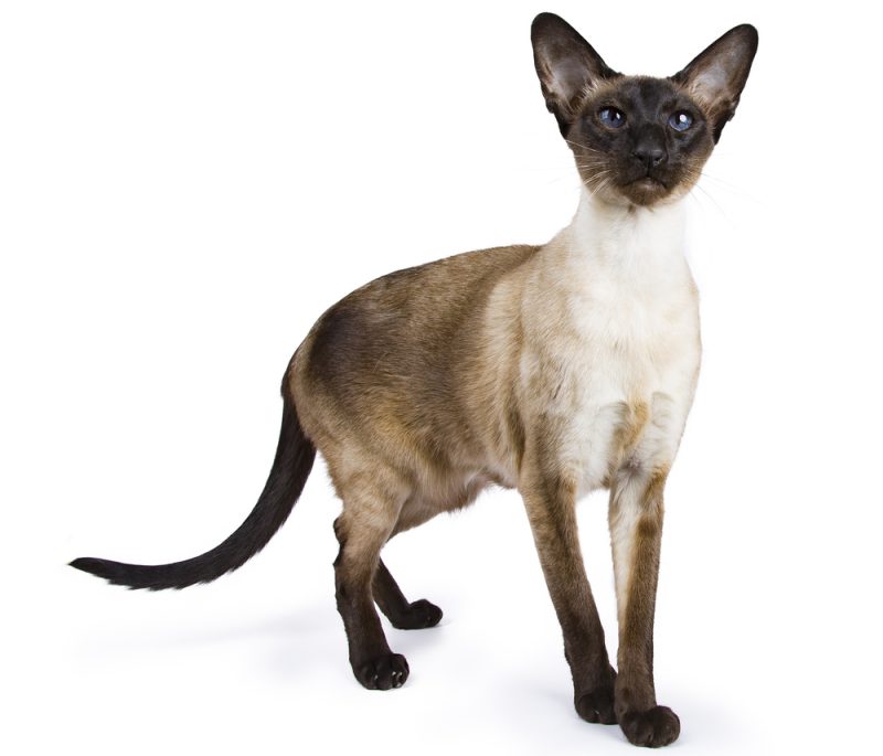 7 Vet-Verified Facts About Seal Point Siamese Cats (With Pictures) - Catster