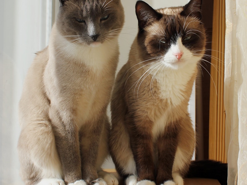 Seal Point Snow Shoe cats sitting on the floor