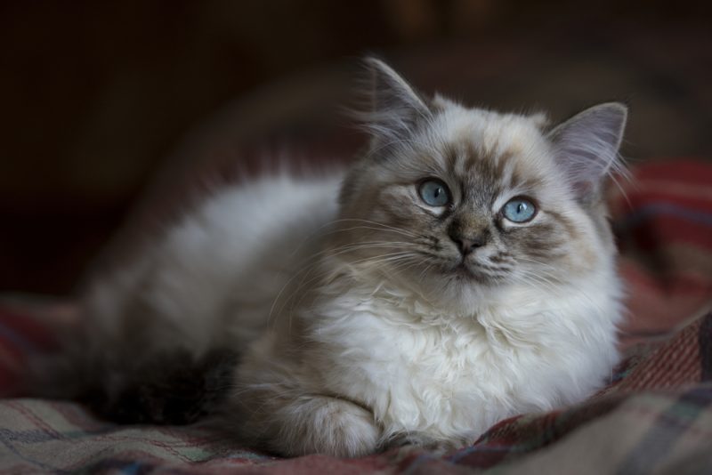 Seal Tabby Ragdoll kitten