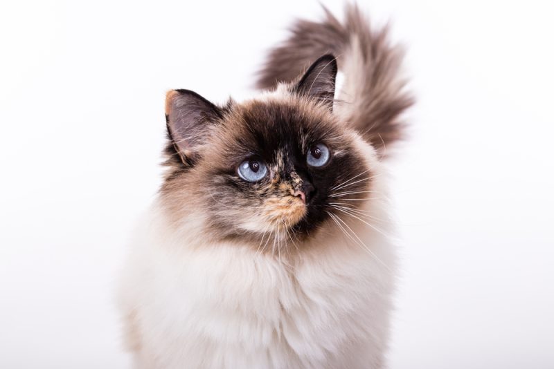Seal Tortie point Ragdoll cat