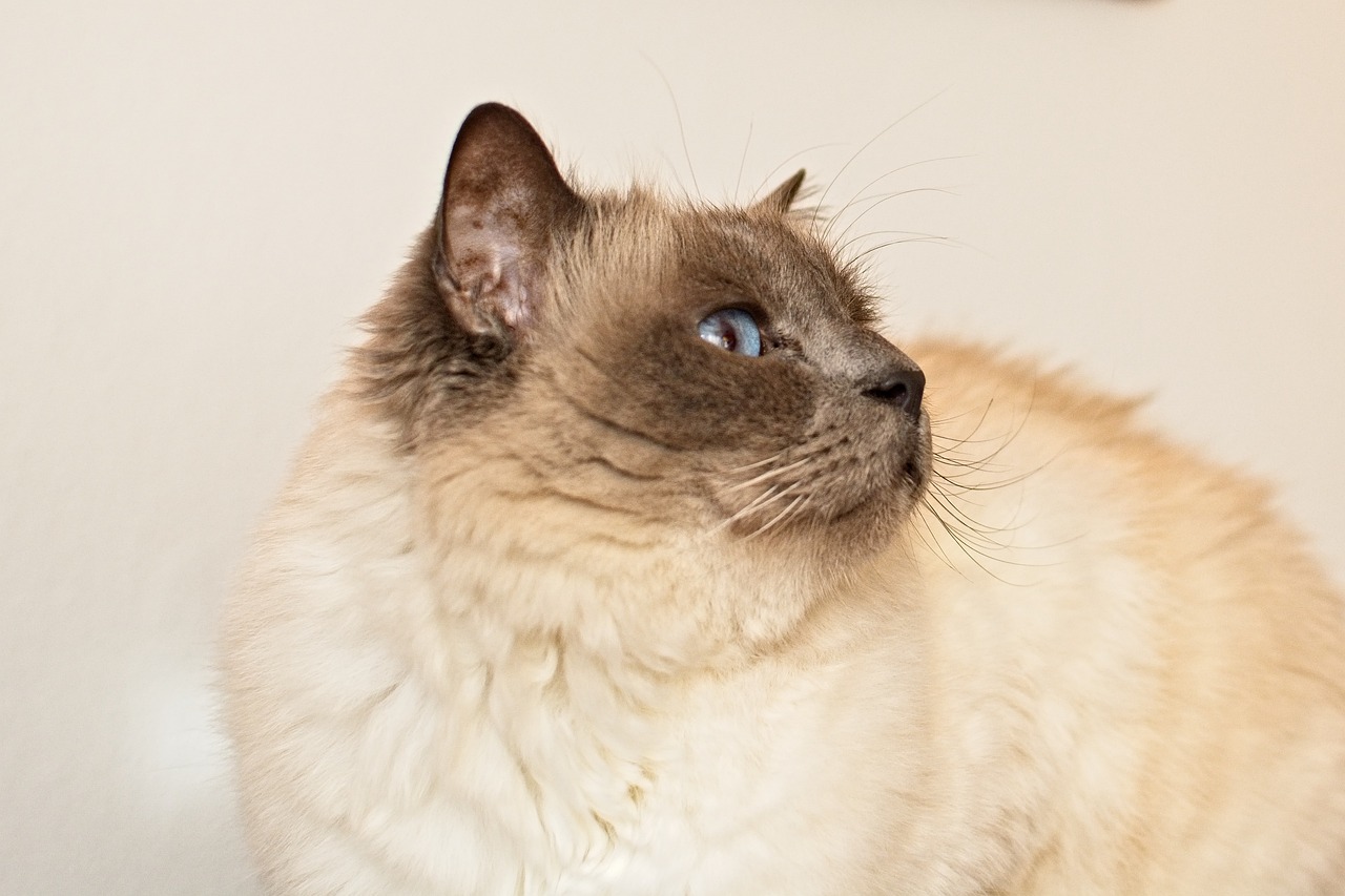 Seal point Birman