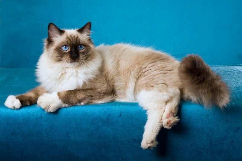 Sealpoint Ragdoll on blue background