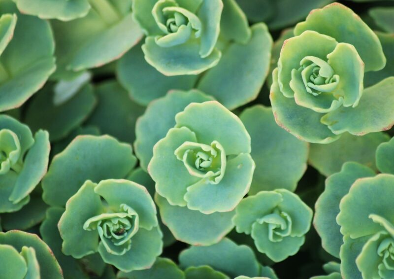 Sedum Succulent