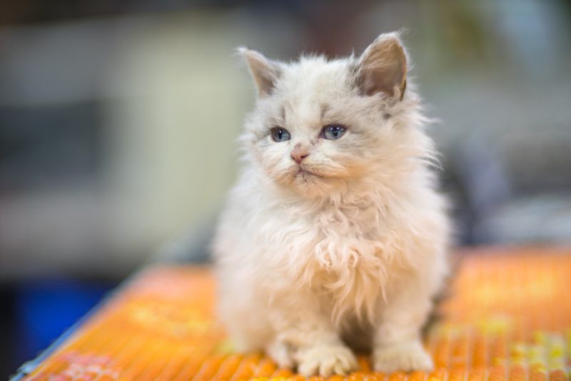 Selkirk Rex kitten