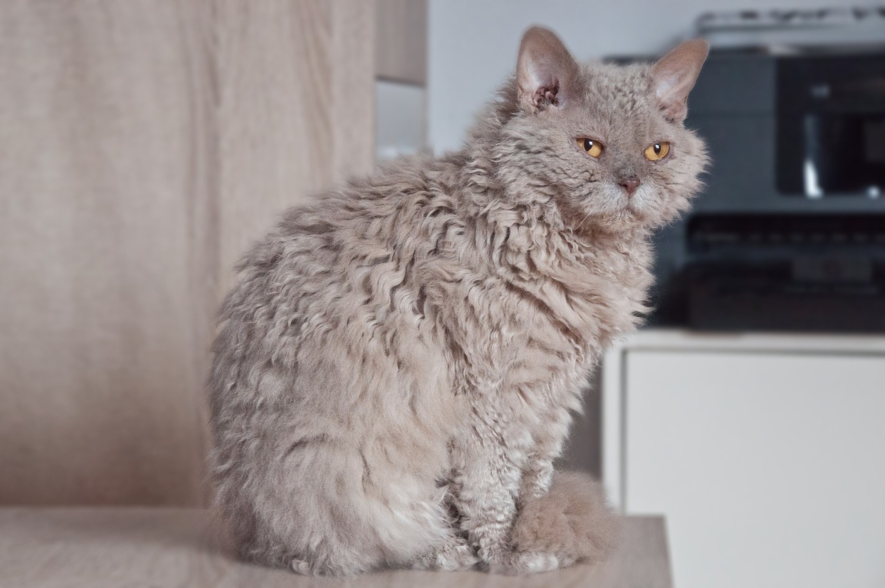 Selkirk Rex