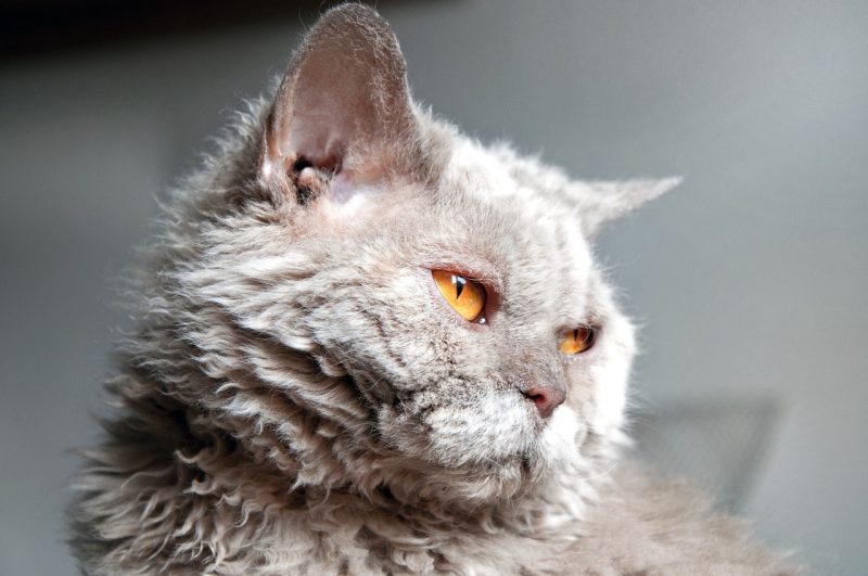 Selkirk Rex cat