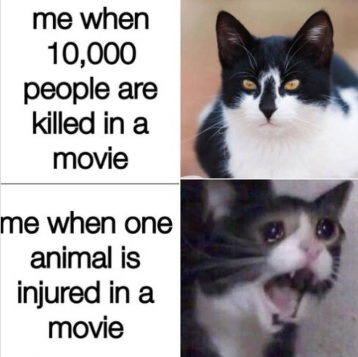 Sensitive Movie Watcher