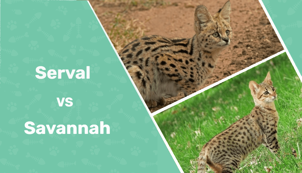 Serval Cat vs Savannah Cat