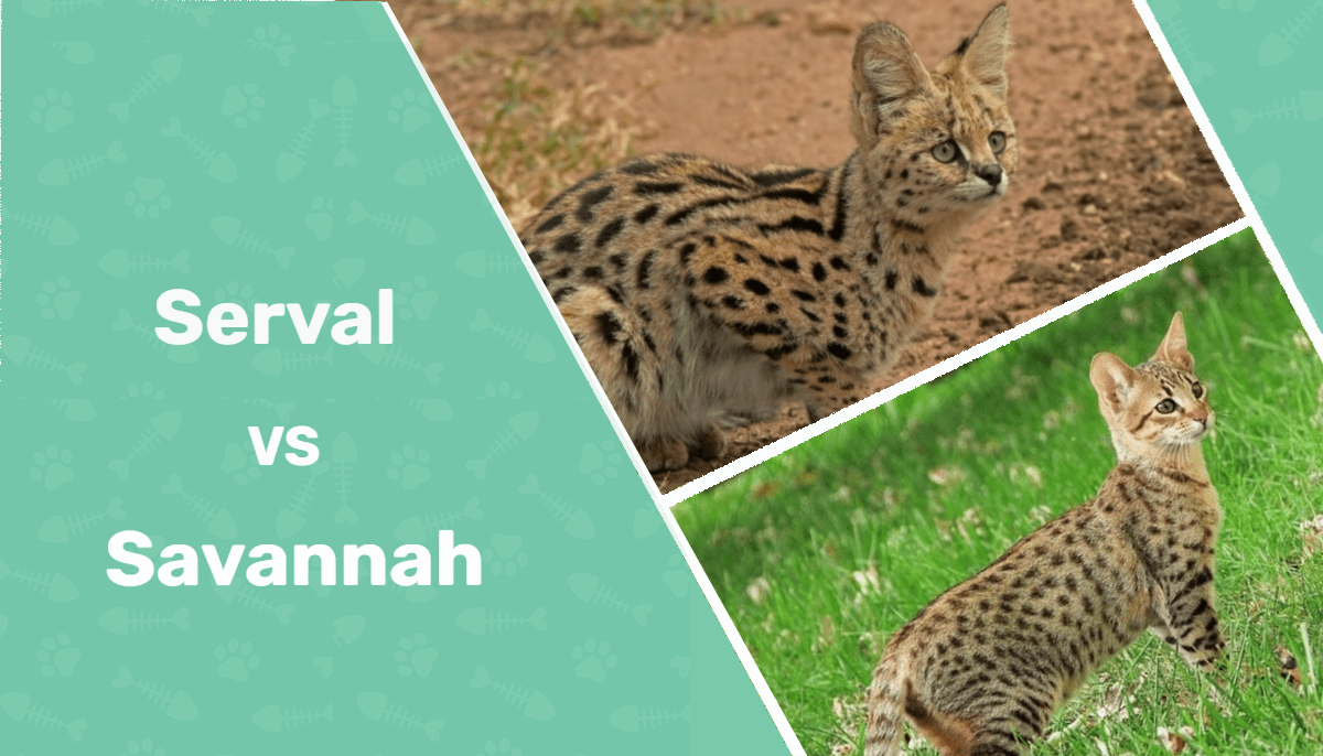 Serval vs. Savannah Cat: Vet-Reviewed Key Differences (With Pictures
