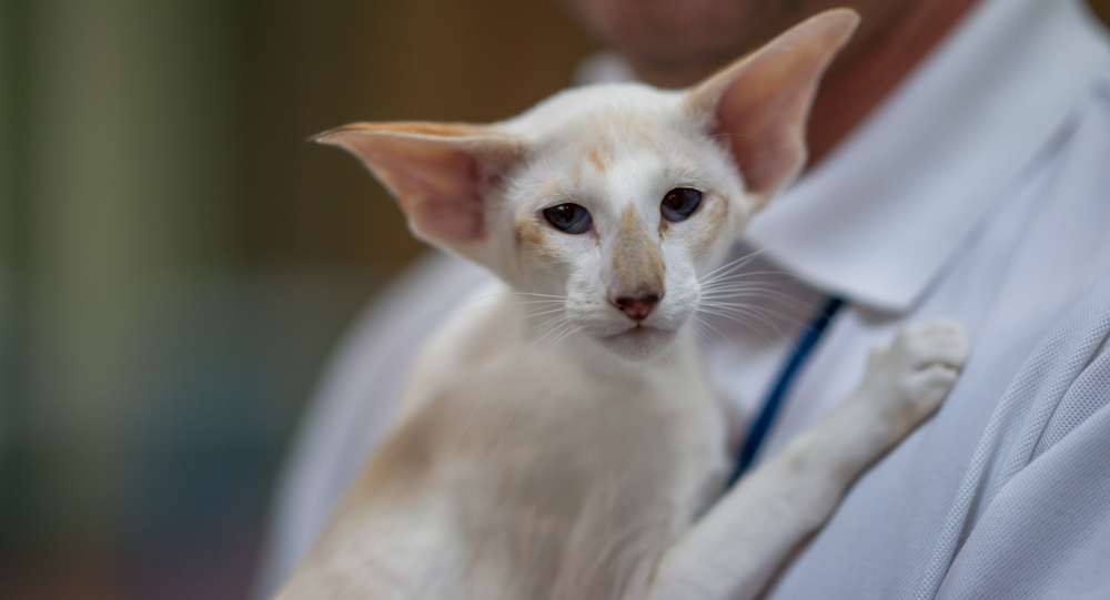 Seychellois Cat portrait