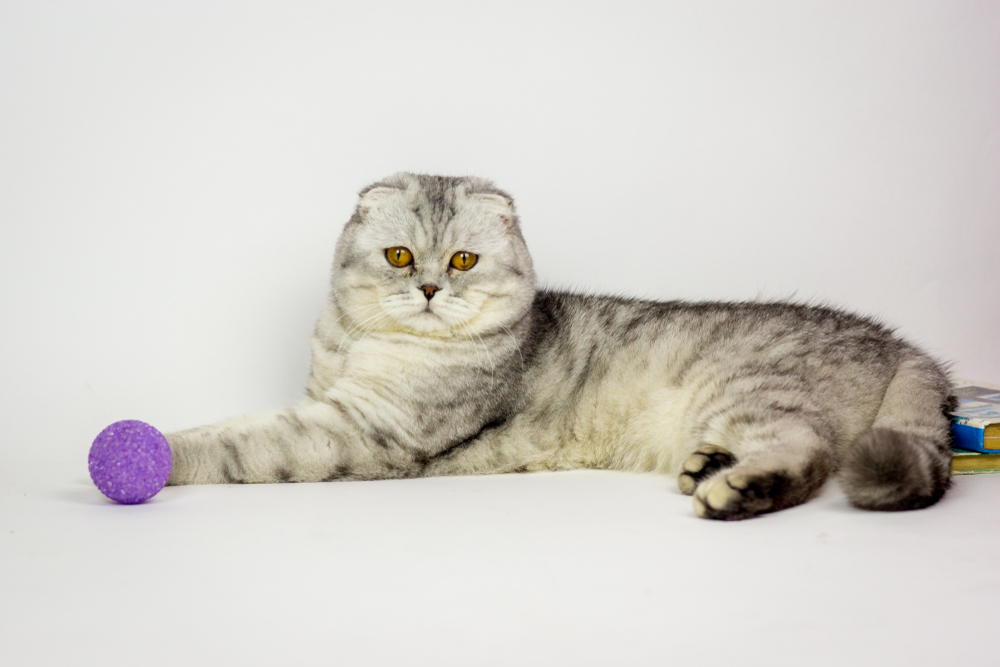 Shaded Silver Scottish Fold