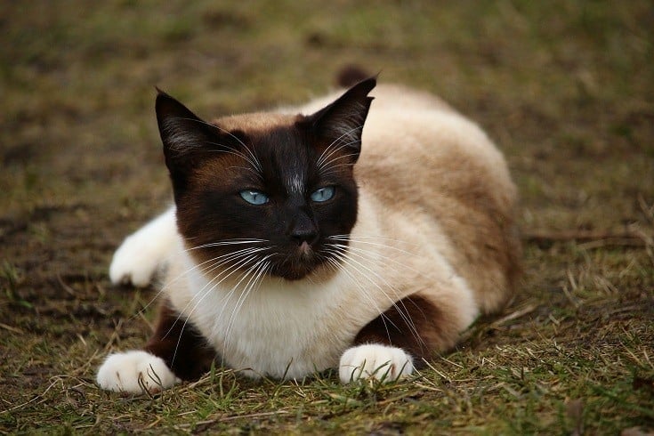 Siamese Cat_rihaij, pixabay