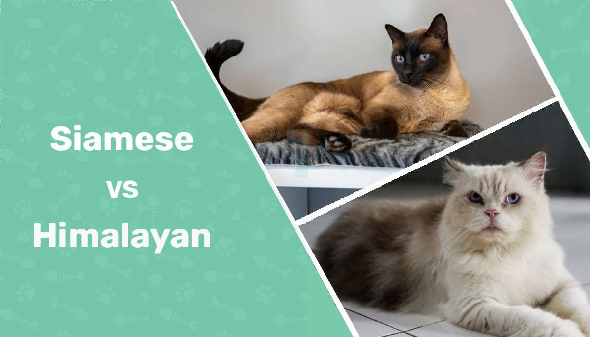 Siamese Cat vs Himalayan Cat