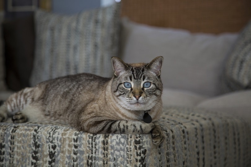 Siamese Lynx Point Cat Lying_Kolander Art_shutterstock