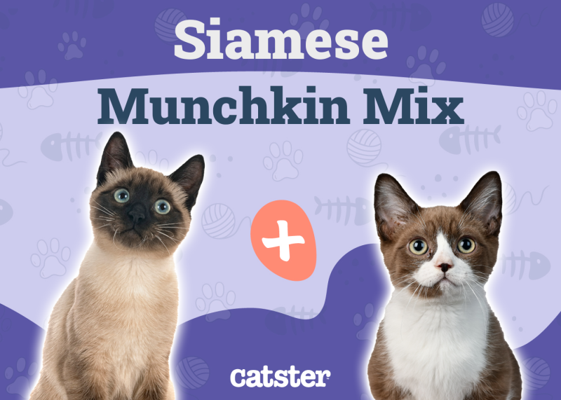 Siamese Munchkin Cat