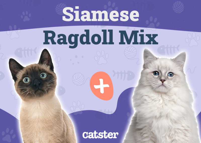 Siamese Ragdoll Mix