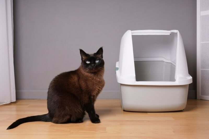 Siamese cat beside litter box