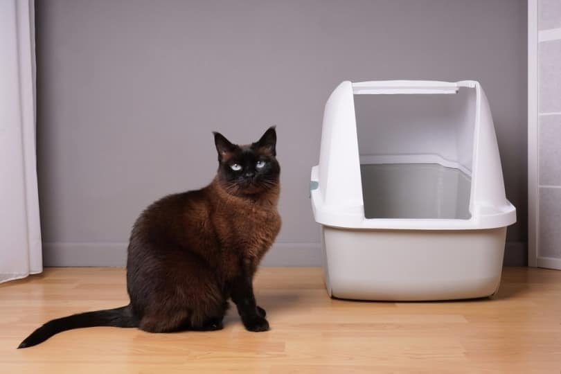 Are Covered Litter Boxes Good For Cats?