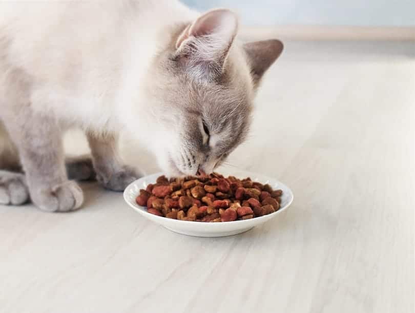 Siamese cat eating dry food from a bowl