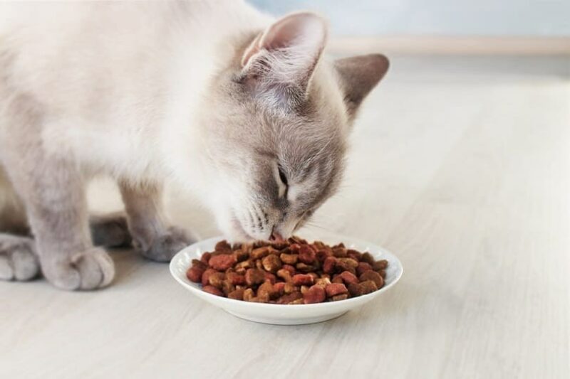 Siamese cat eating dry food from a bowl