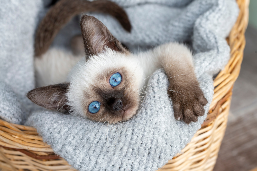 Siamese cat kitten laying in basket blue eyes