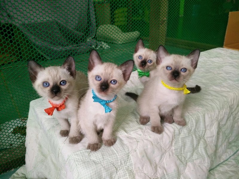 Siamese cat kittens