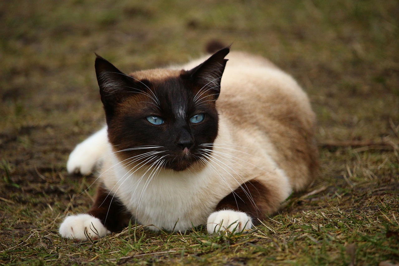 Brown Point Siamese Cat Brown Point Siamese Cat