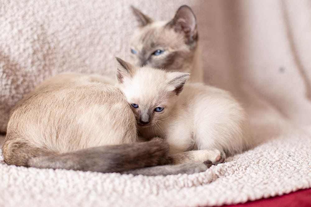 Siamese kitten and its mother