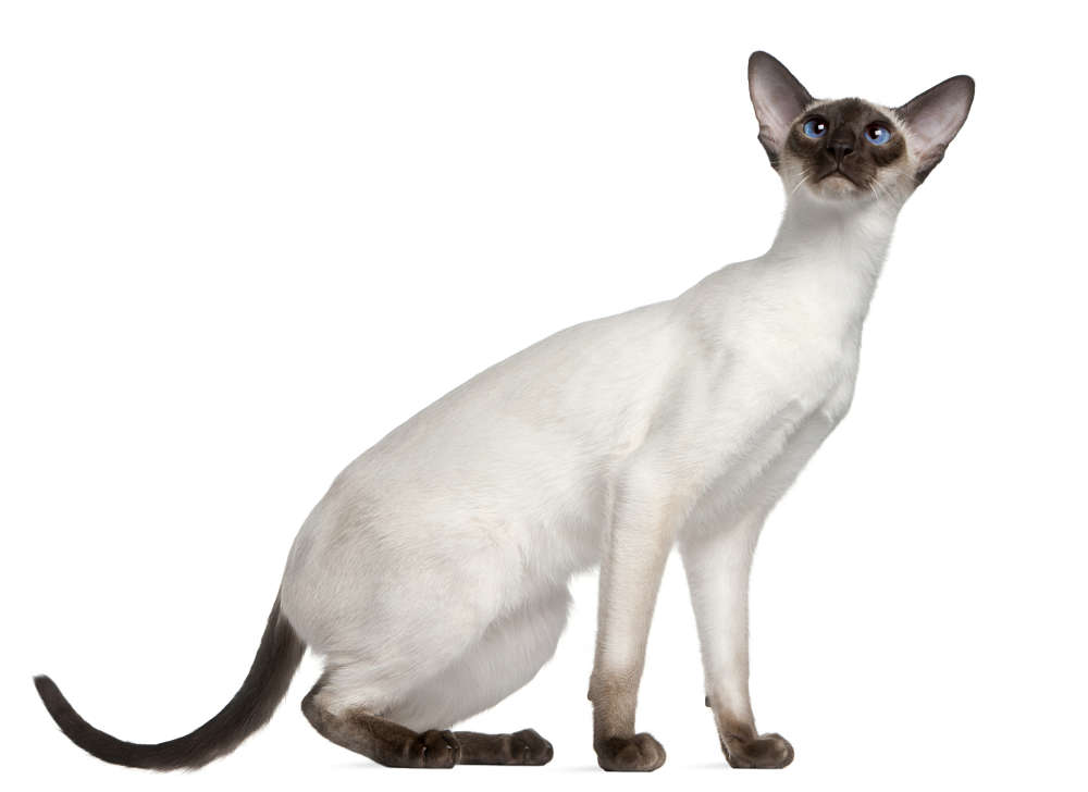 Burmese vs. Siamese Cat What’s the Difference? (With Pictures) Catster