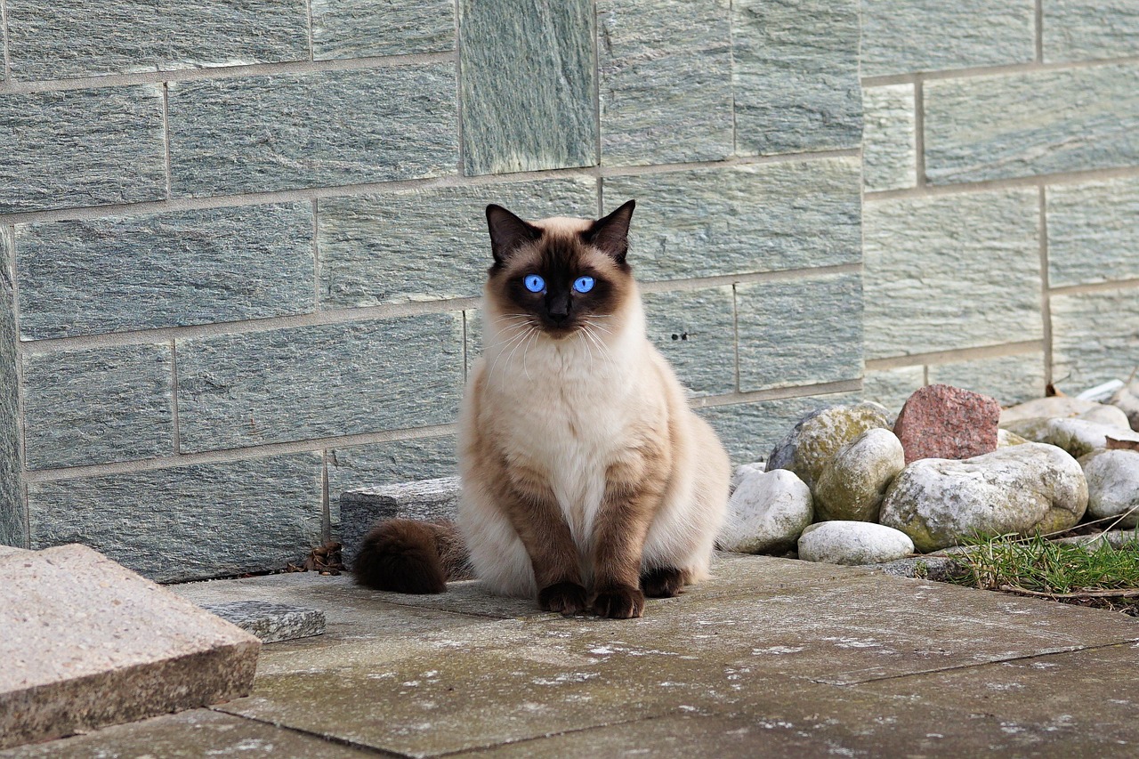 Siamese staring