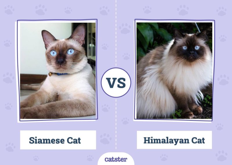 Siamese vs Himalayan