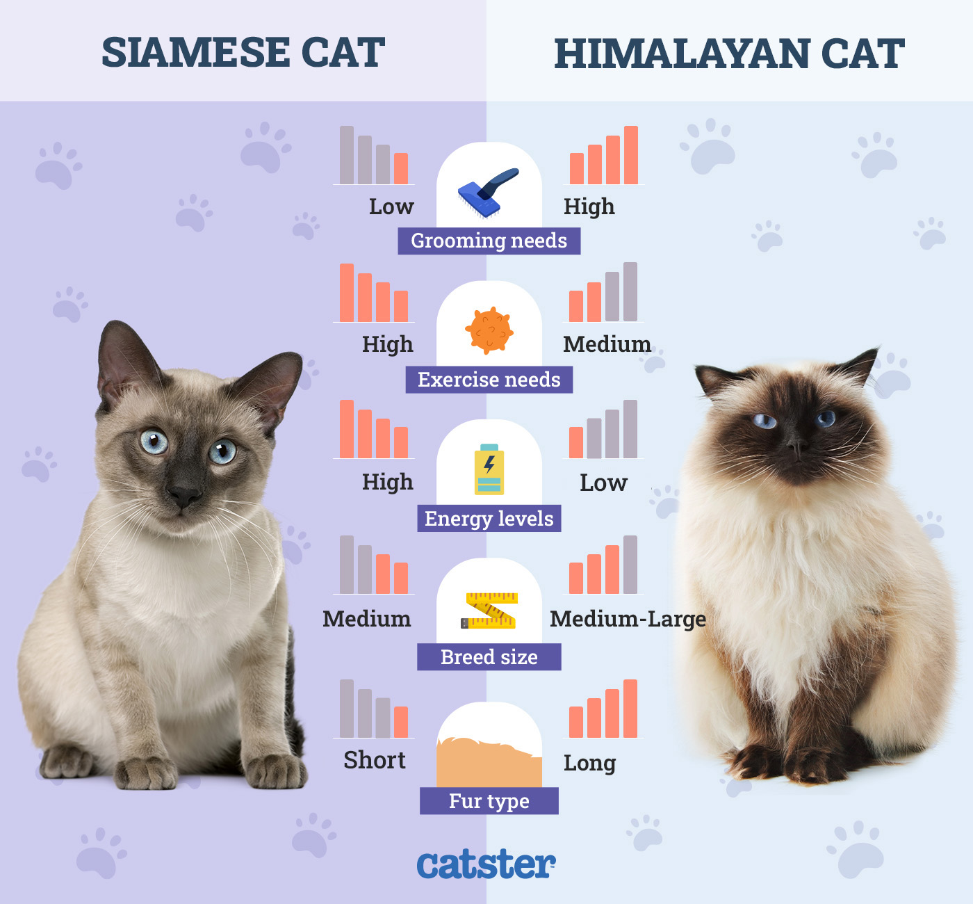 Siamese vs Himalayan update 2026