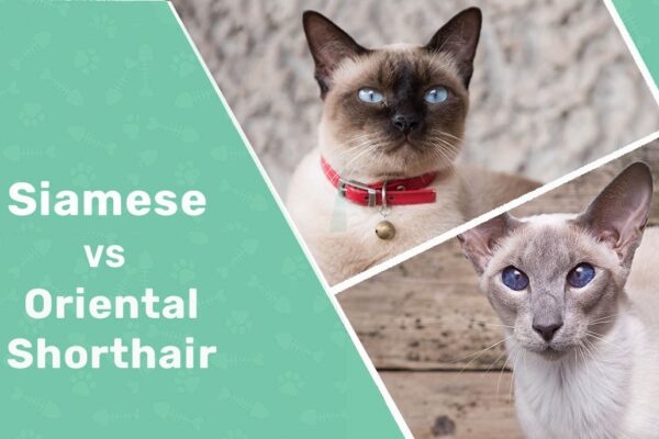 Siamese vs Oriental Shorthair