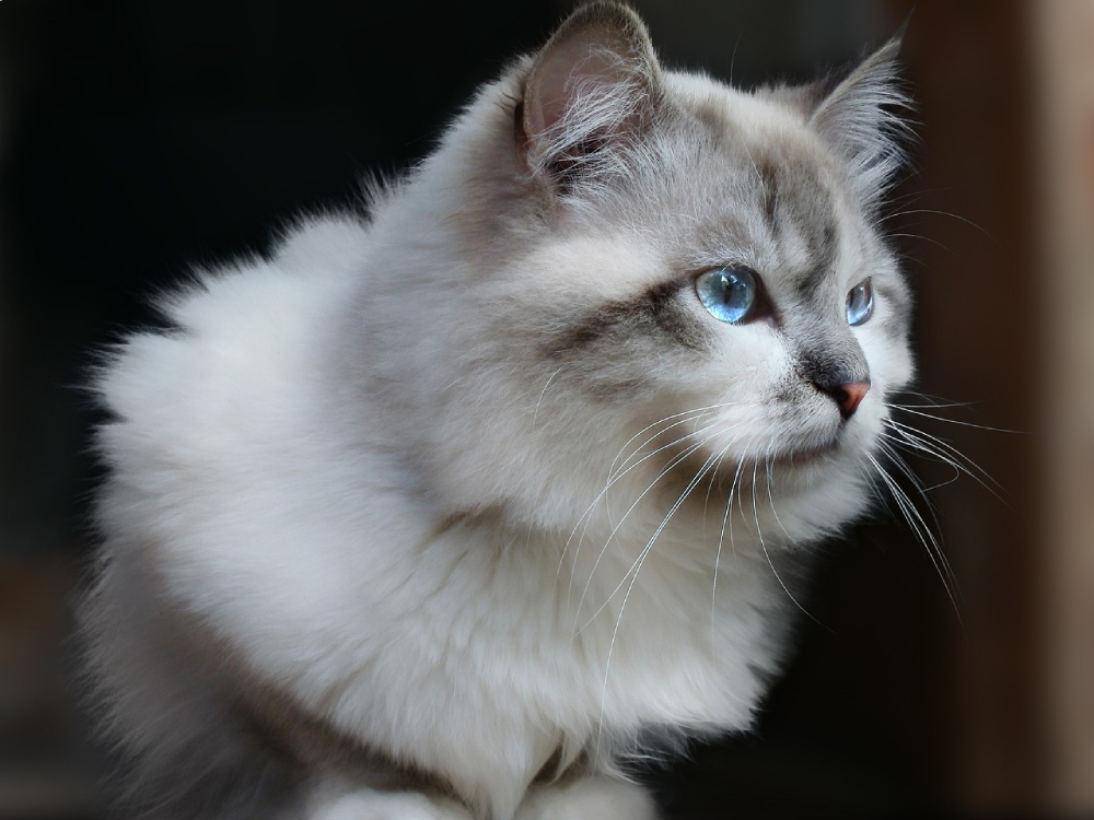 Siberian Cat with ear furnishing looking to the side