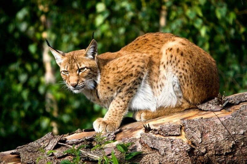 Siberian Lynx_slowmotiongli_shutterstock