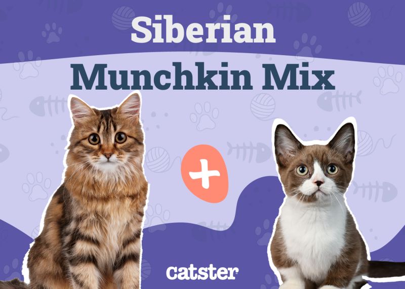 Siberian Munchkin Cat Mix