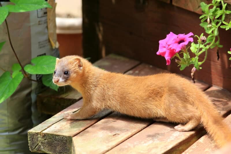 Siberian Weasel