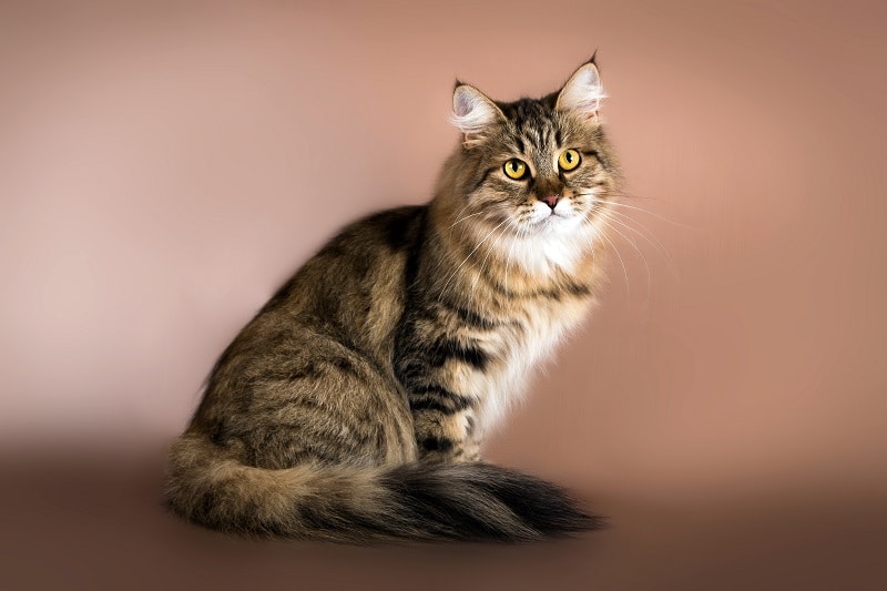 Siberian cat