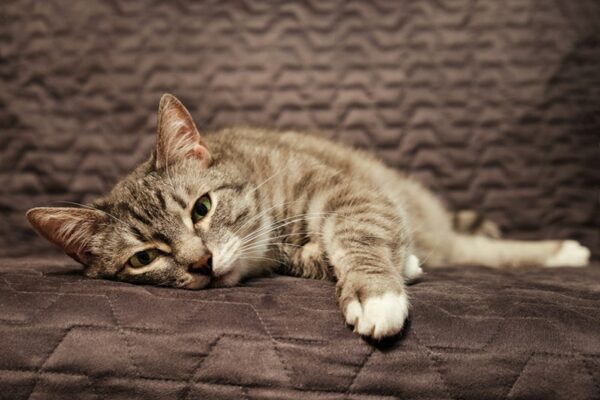 Sick sad cat lying on the bed