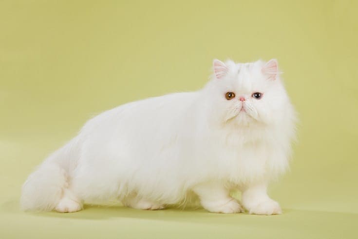 Silver Chinchilla Persian cat_Shutterstock_Linn Currie