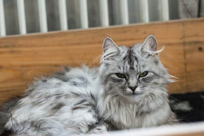 Silver Tabby Norwegian Forest Cat