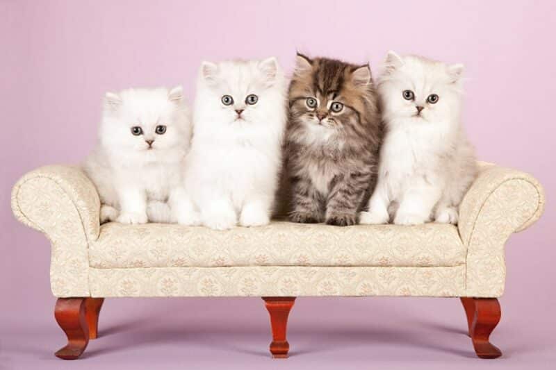 Silver and Golden Chinchilla Persian kittens on cream sofa