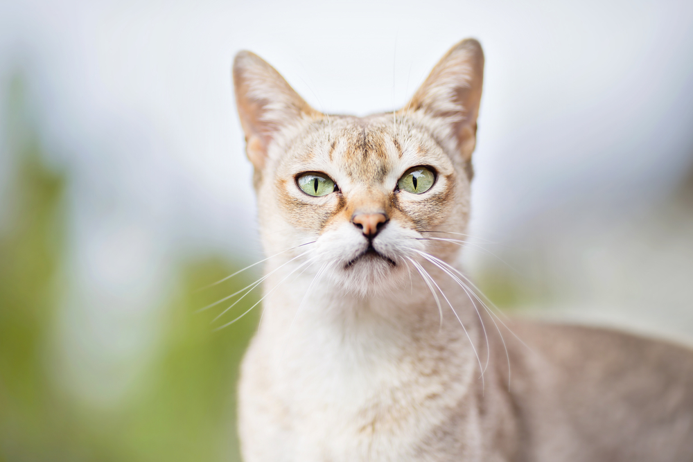 Singapura Cat Closeup