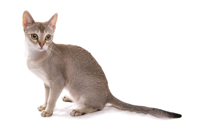 Singapura Cat sitting on a white background