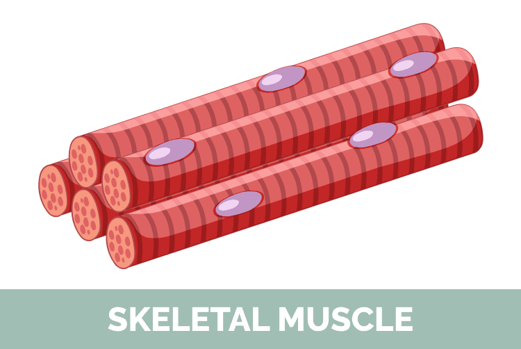 Skeletal_Muscles in a Cat