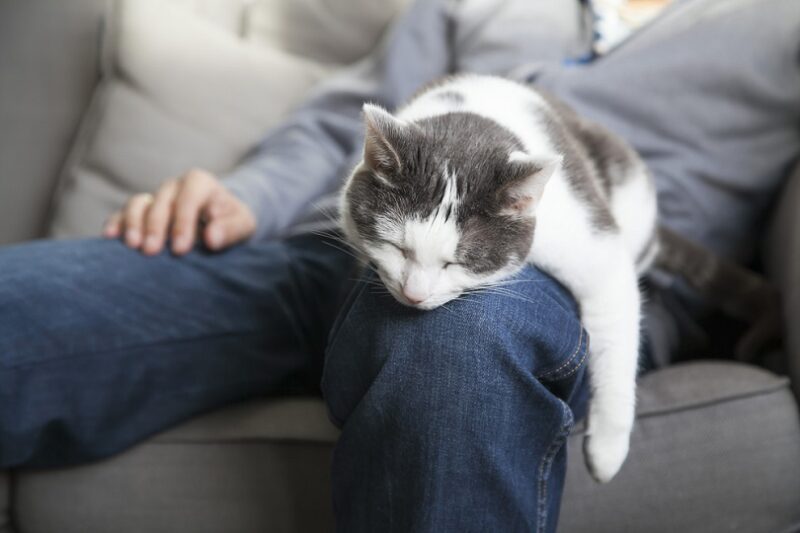 Sleeping-cat-on-your-lap