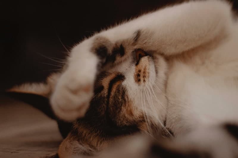 Sleeping cat with paw on face