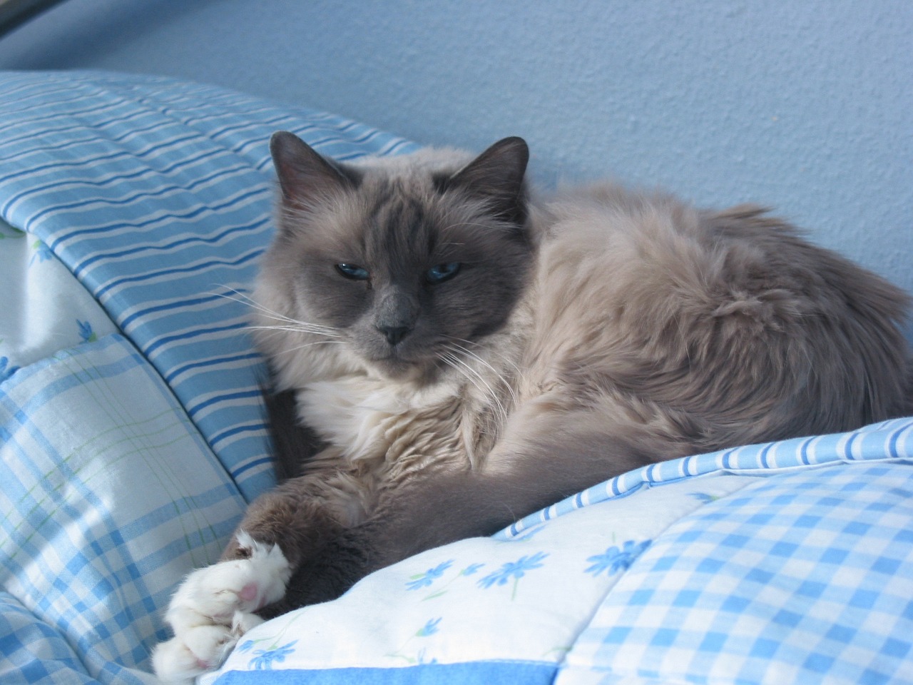 Sleepy Smoke Birman